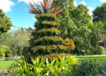 Holiday Bromeliad Tree at Mounts Botanical Garden