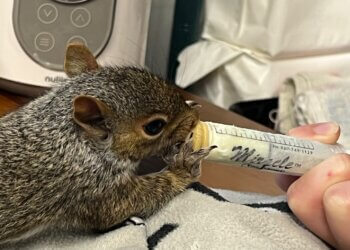 Baby squirrels are being rehabilitated at Evelyn Alexander Wildlife Rescue