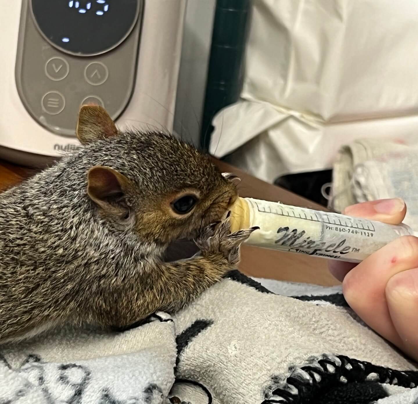 Baby squirrels are being rehabilitated at Evelyn Alexander Wildlife Rescue