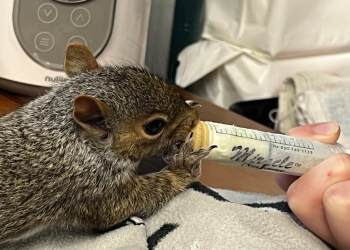 Baby squirrels are being rehabilitated at Evelyn Alexander Wildlife Rescue