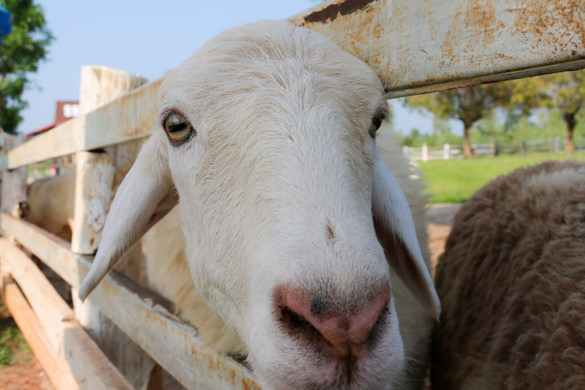 Sheep are among the livestock East End farmers are raising