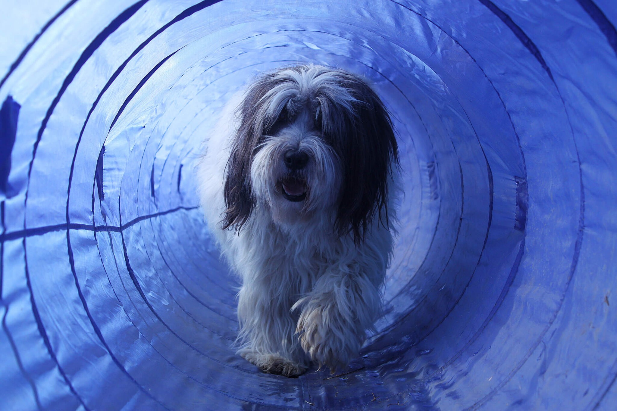 pon dog is running in the agility tunnel LongHouse Hamptons