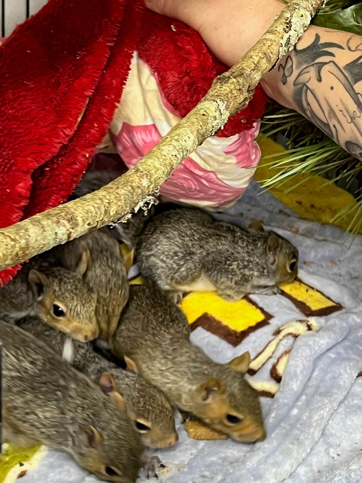 Evelyn Alexander Wildlife Rescue Center Saves Baby Squirrels