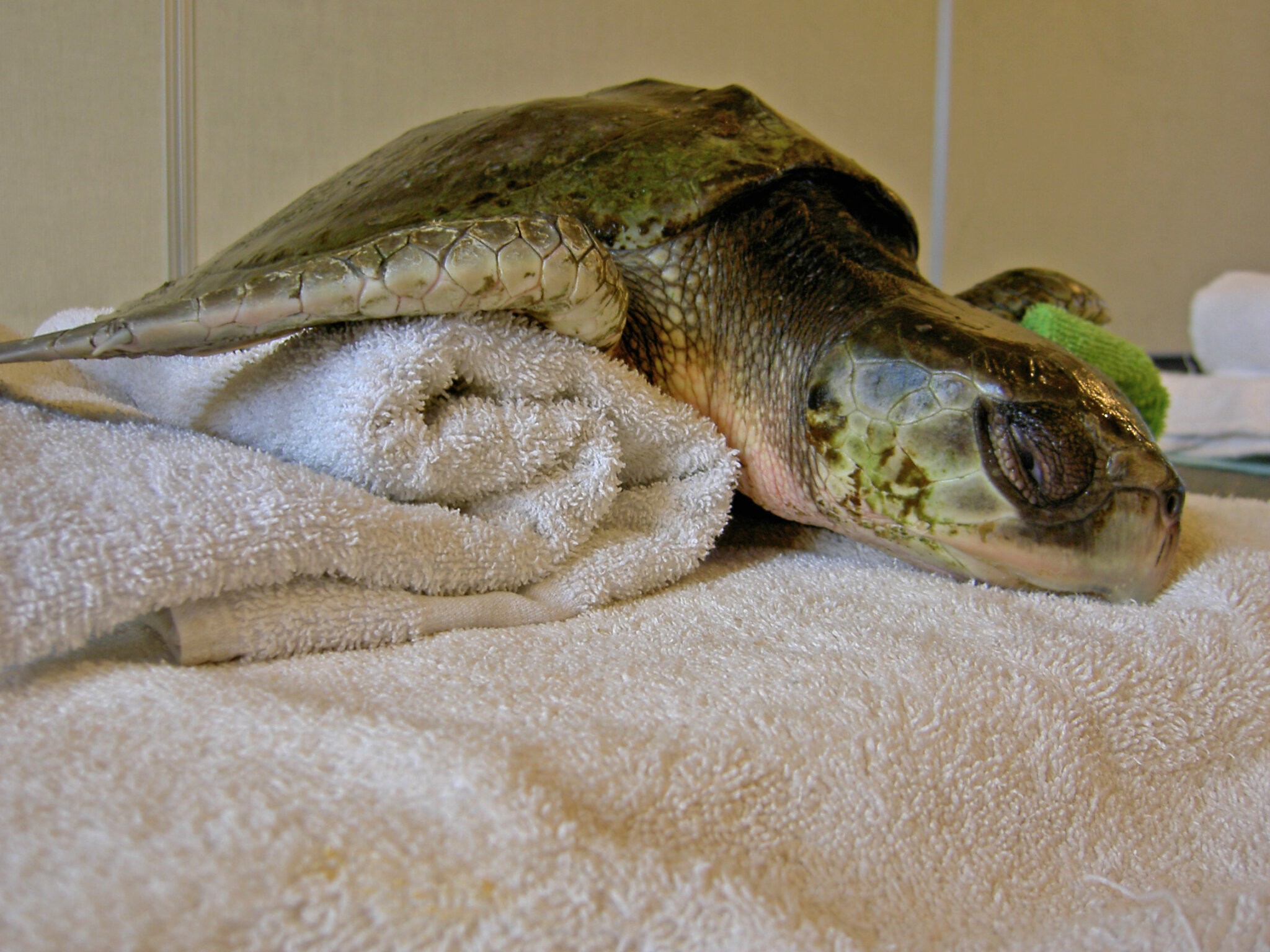 A cold-stunned Kemp's ridley sea turtle resting on towels after being rescued from the cold waters of Cape Cod, Massachusetts