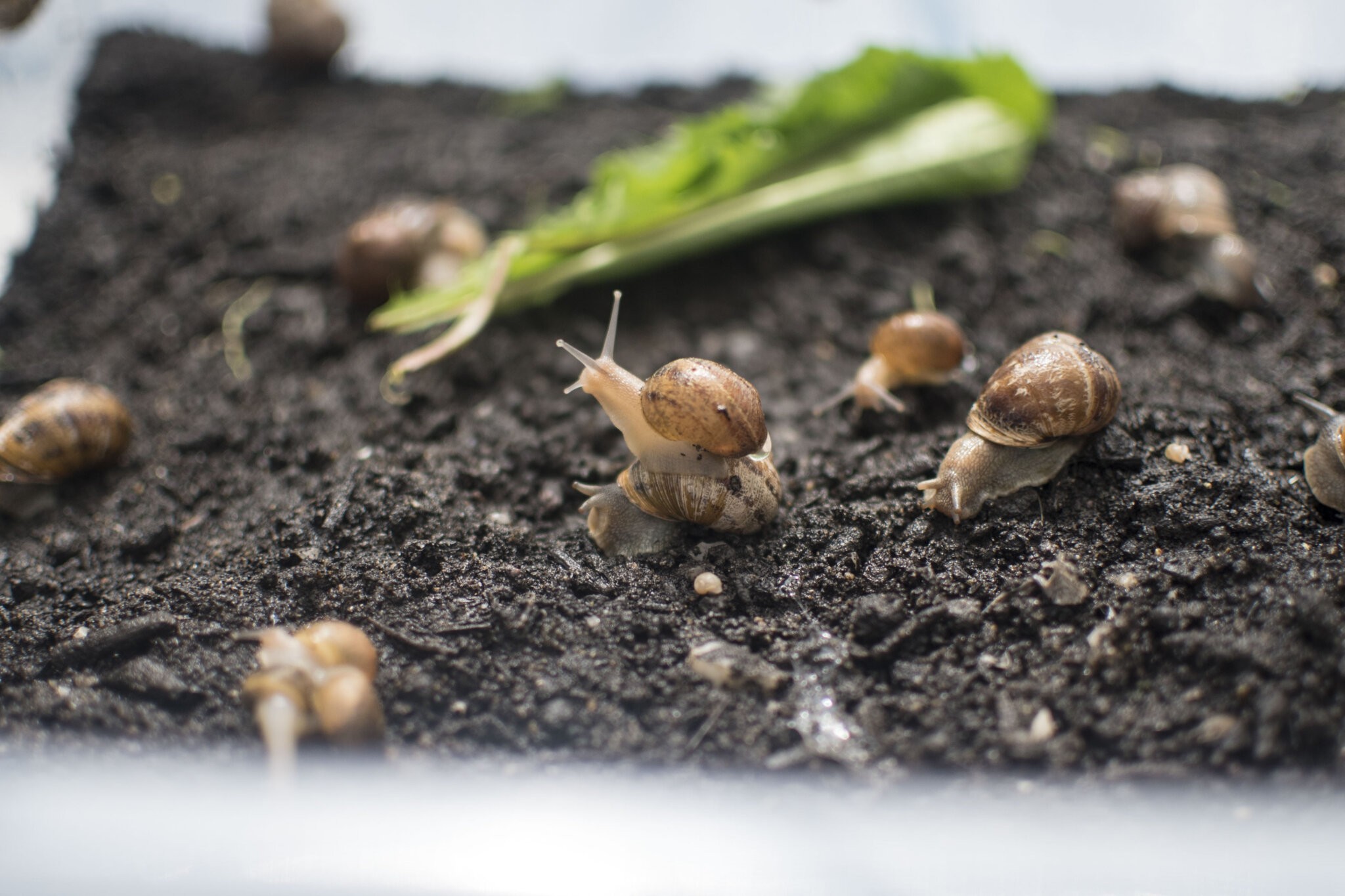 Petit Gris snails from Peconic Escargot in Cutchogue. 