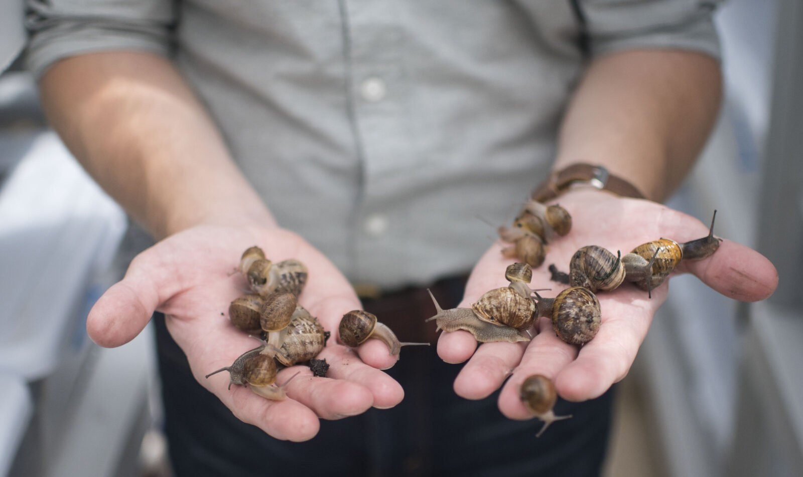 The Petit Gris, or little grey snails, raised at Peconic Escargot. 