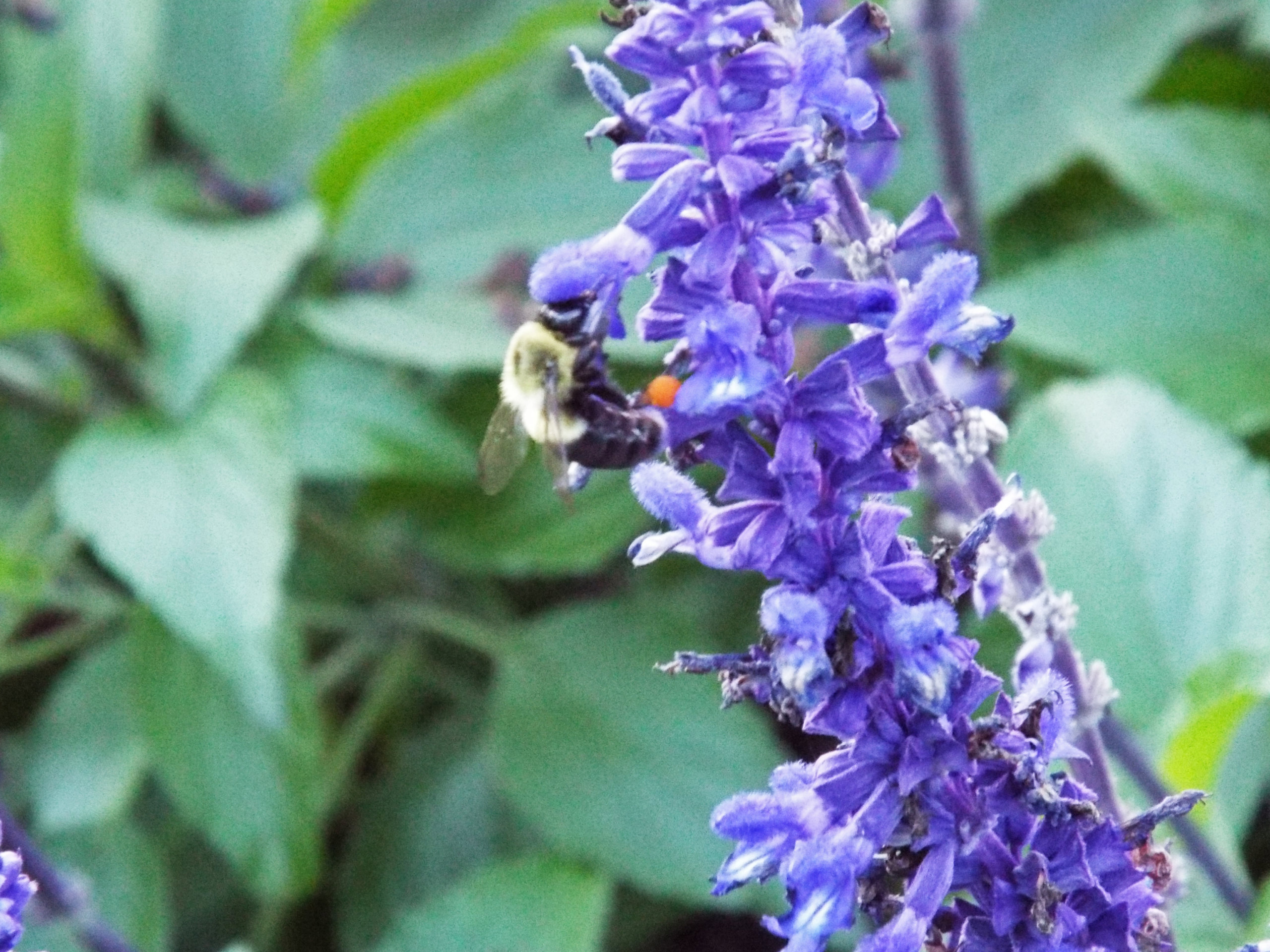 Get the tea on bees at this week's Bee Club meeting