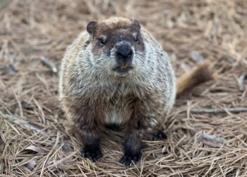 Evelyn Alexander Wildlife Rescue Center mascot Allen McButterpants is a new Groundhog Day forecaster