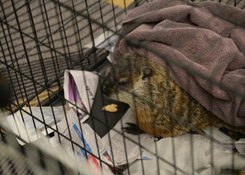 Groundhog Sam Champion at Groundhog Day Celebration