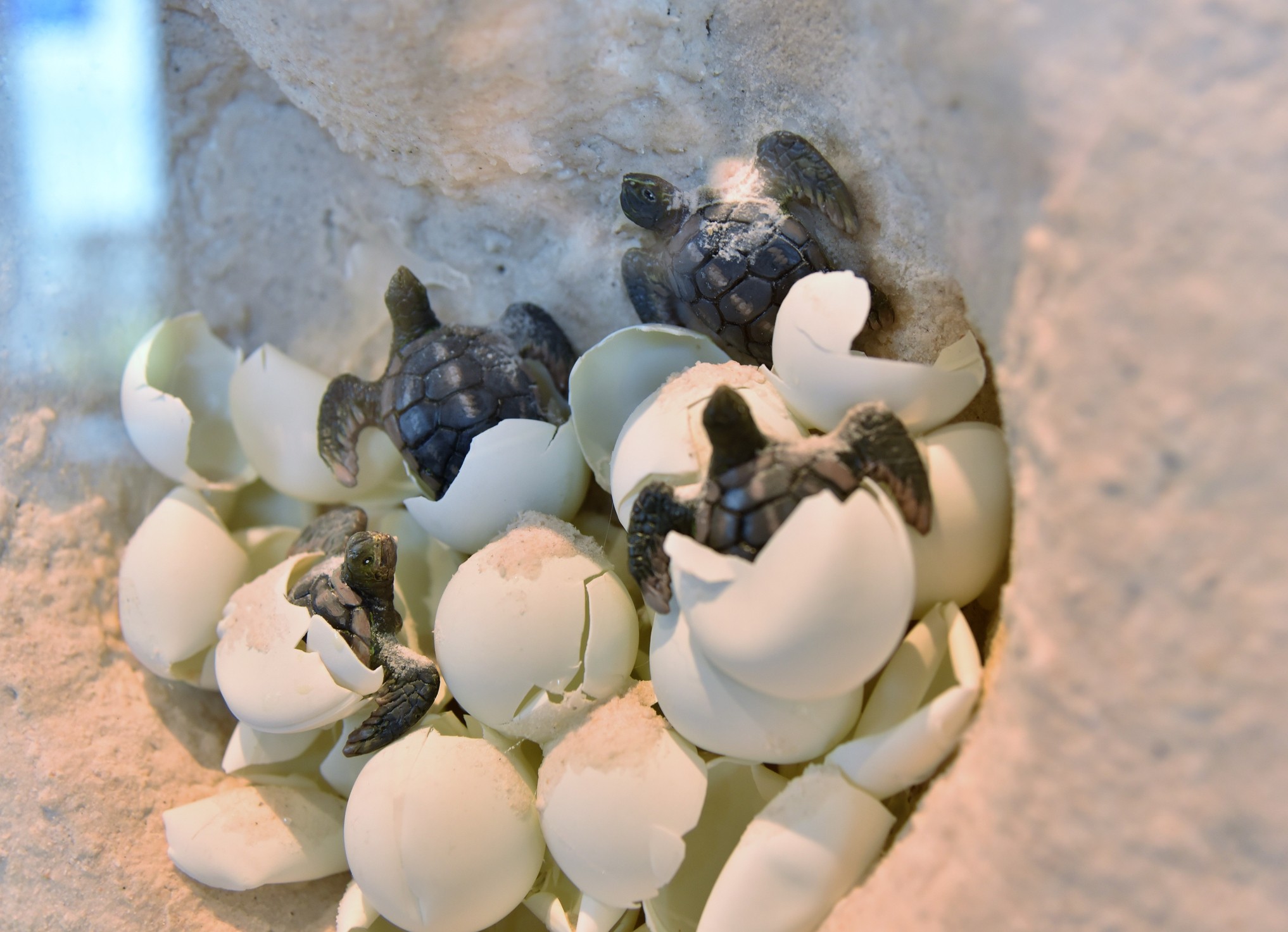 Sea turtle nesting season is back in south florida