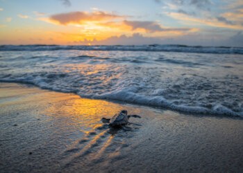 Sea turtle hatchling enters the ocean during a sunrise in Florida.