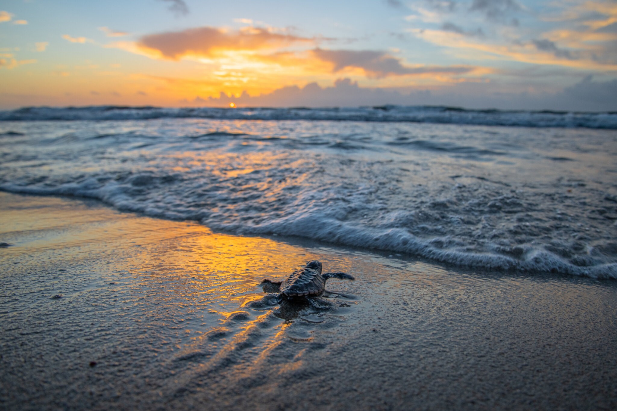 Sea turtle hatchling enters the ocean during a sunrise in Florida.