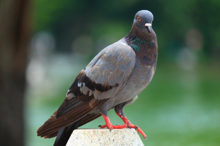 A classic rock pigeon