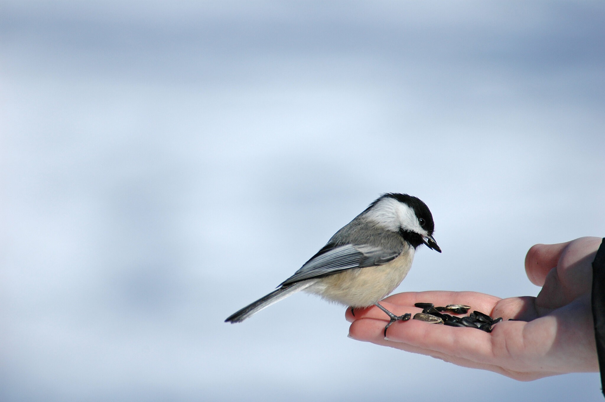 Hand feed chickadees at the Morton Refuge