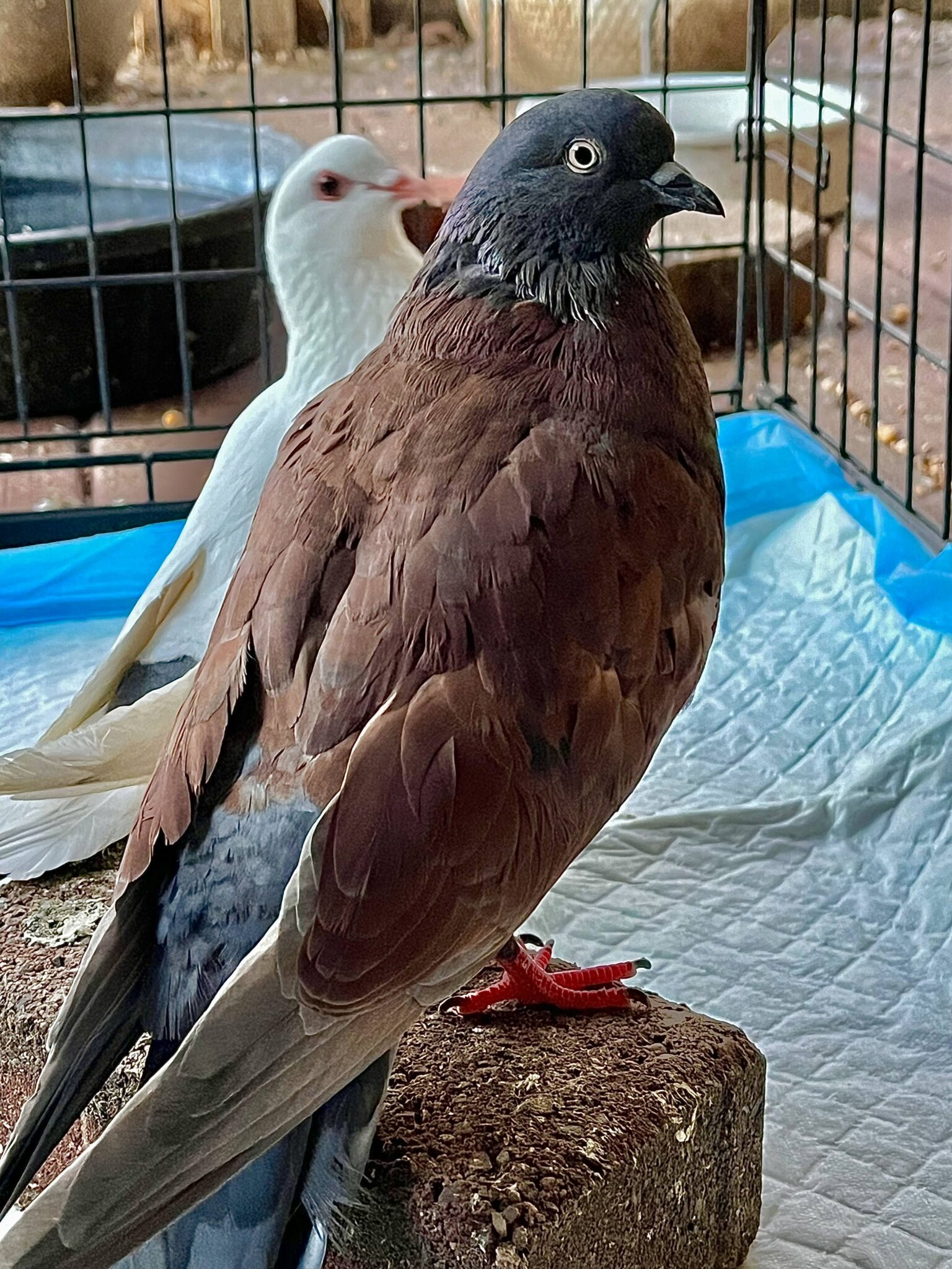 Pigeons up for adoption at Evelyn Alexander Wildlife Rescue Center