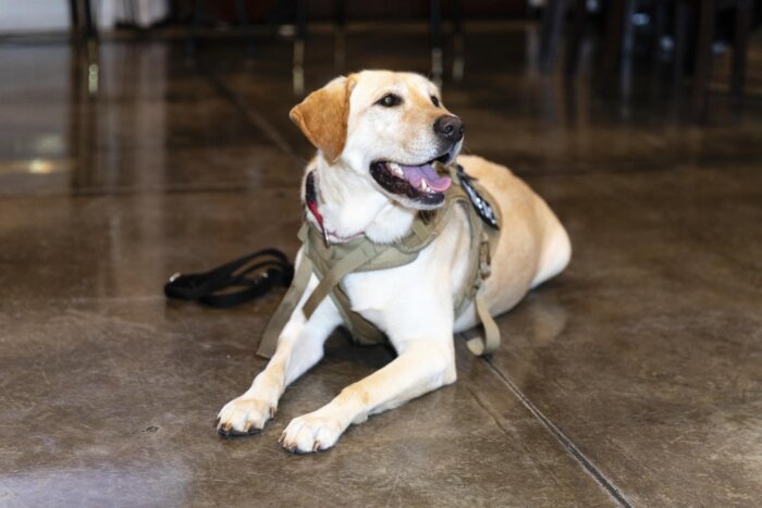 Service Dog Bella at American Humane Cocktail Party