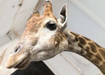Giraffes have been added to the list of animals banned on the Hamptons Subway