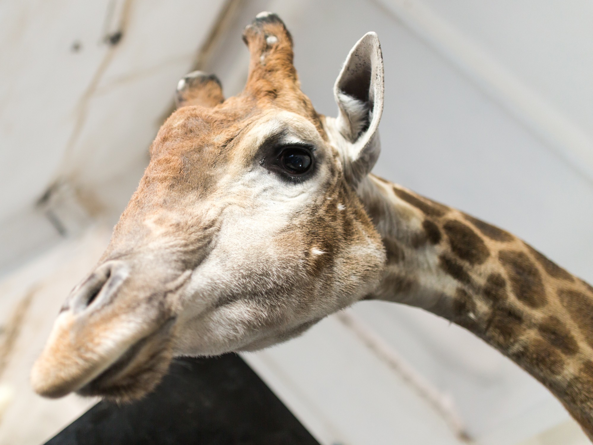 Giraffes have been added to the list of animals banned on the Hamptons Subway