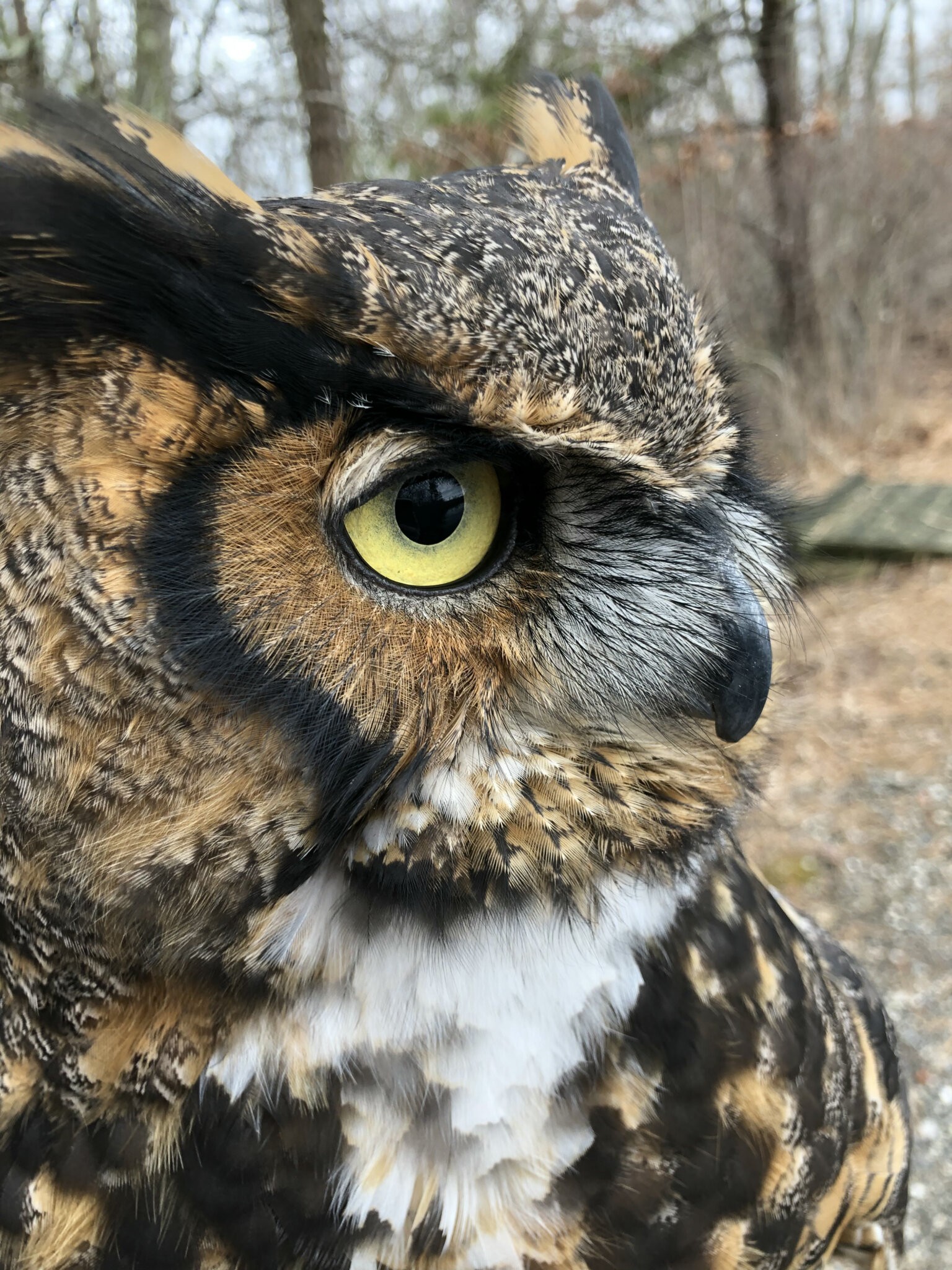 Meep the Great Horned Owl