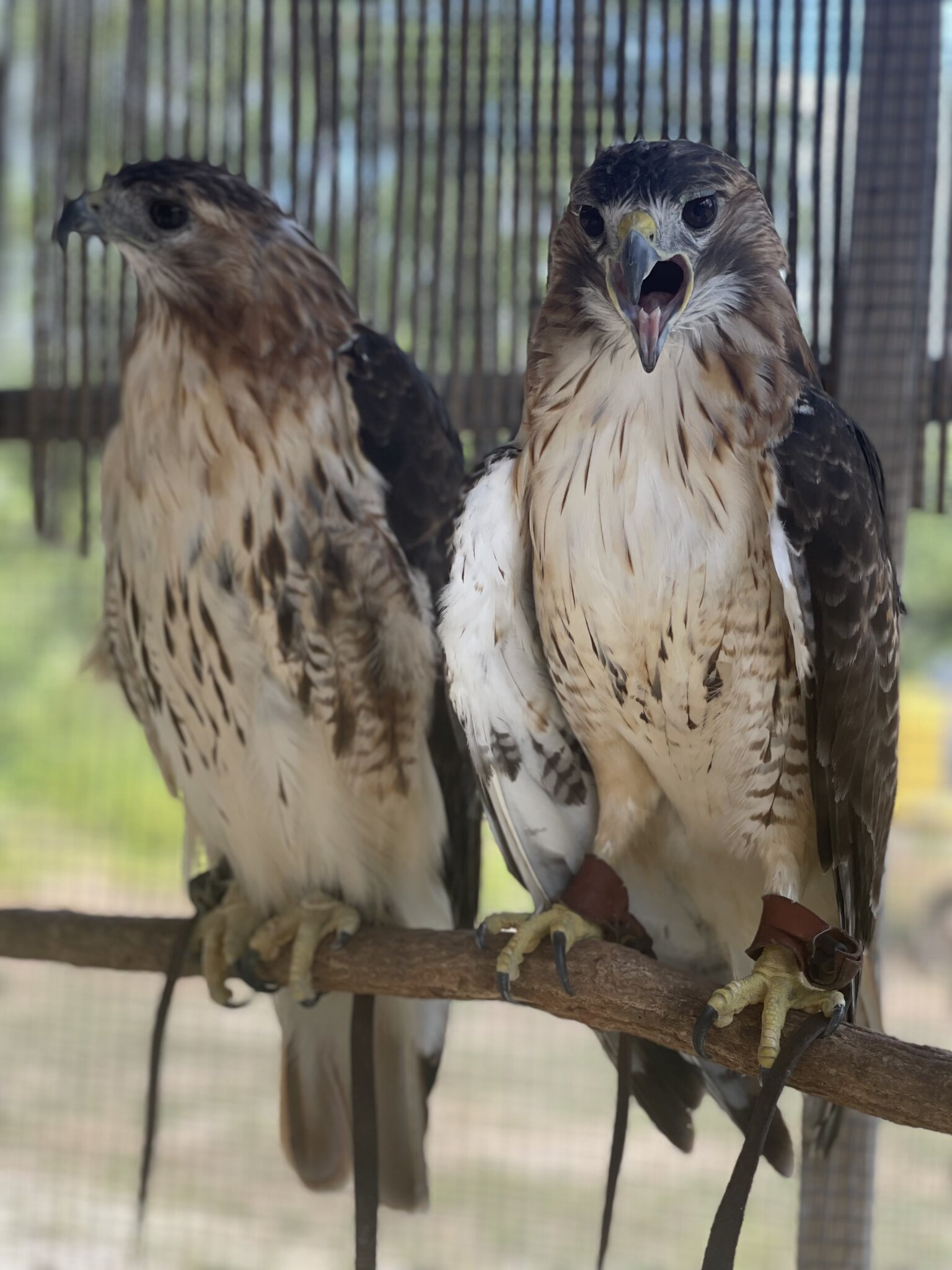 Cloud with his now-late girlfriend Sonia, both red-tailed hawks