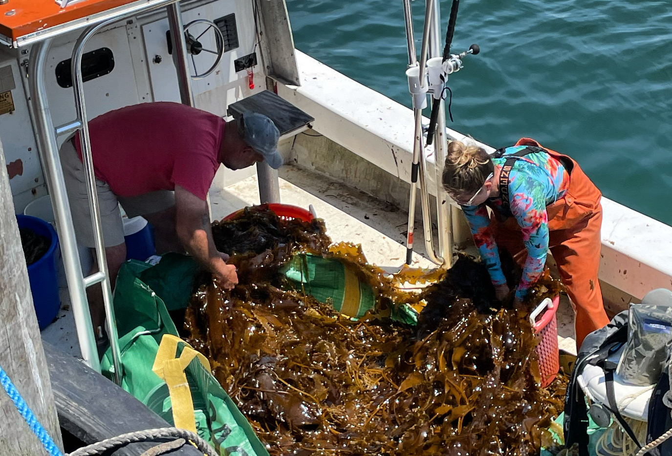 Boat loaded with harvested kelp