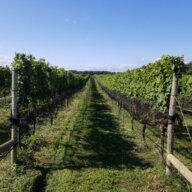 Borghese Vineyard, homes of the North Fork wine country oldest vines.