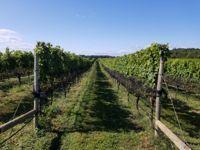 Borghese Vineyard, homes of the North Fork wine country oldest vines.