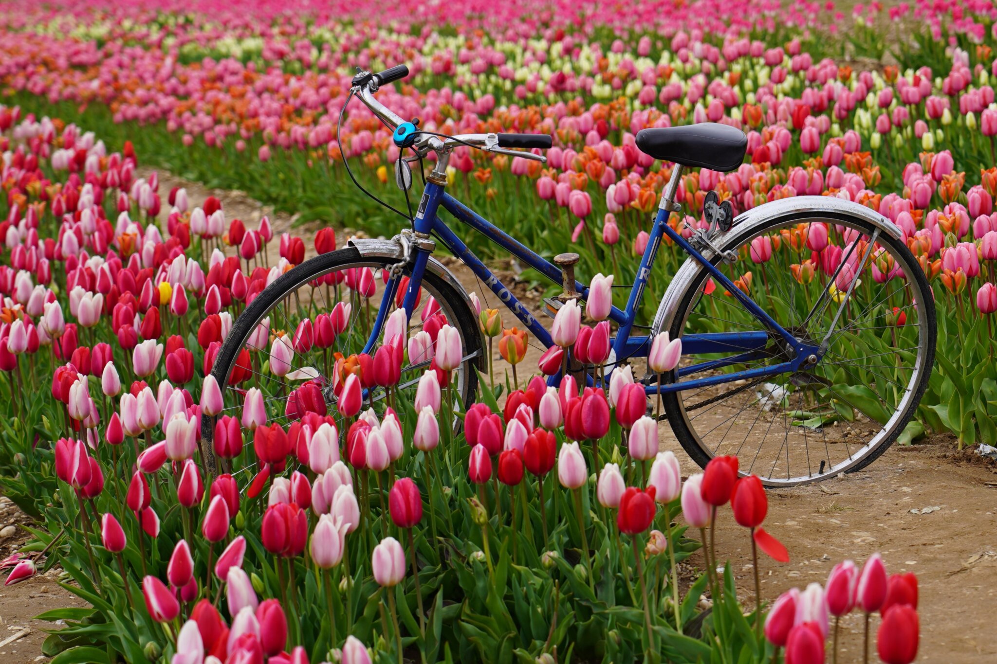 Tulip Festival North Fork