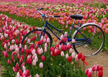 Tulip Festival North Fork
