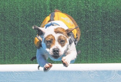 See dogs dock dive in Greenport on the North Fork