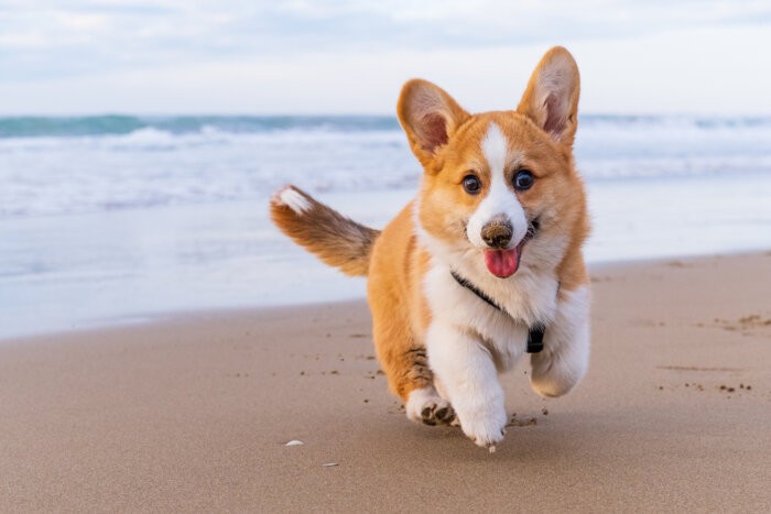 Corgi Pembroke puppy on beach. Dog beach and walking concept Hamptons