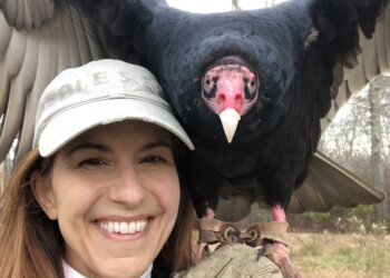 Vlad the vulture used to hang out at CPI but he now lives at Evelyn Alexander Wildlife Rescue
