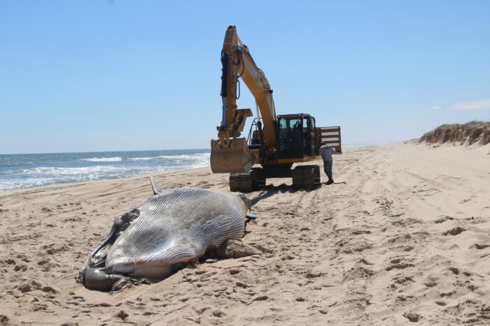 A minke whale was found on Mecox Beach - one of three whales found dead