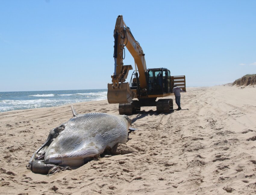 A minke whale was found on Mecox Beach - one of three whales found dead