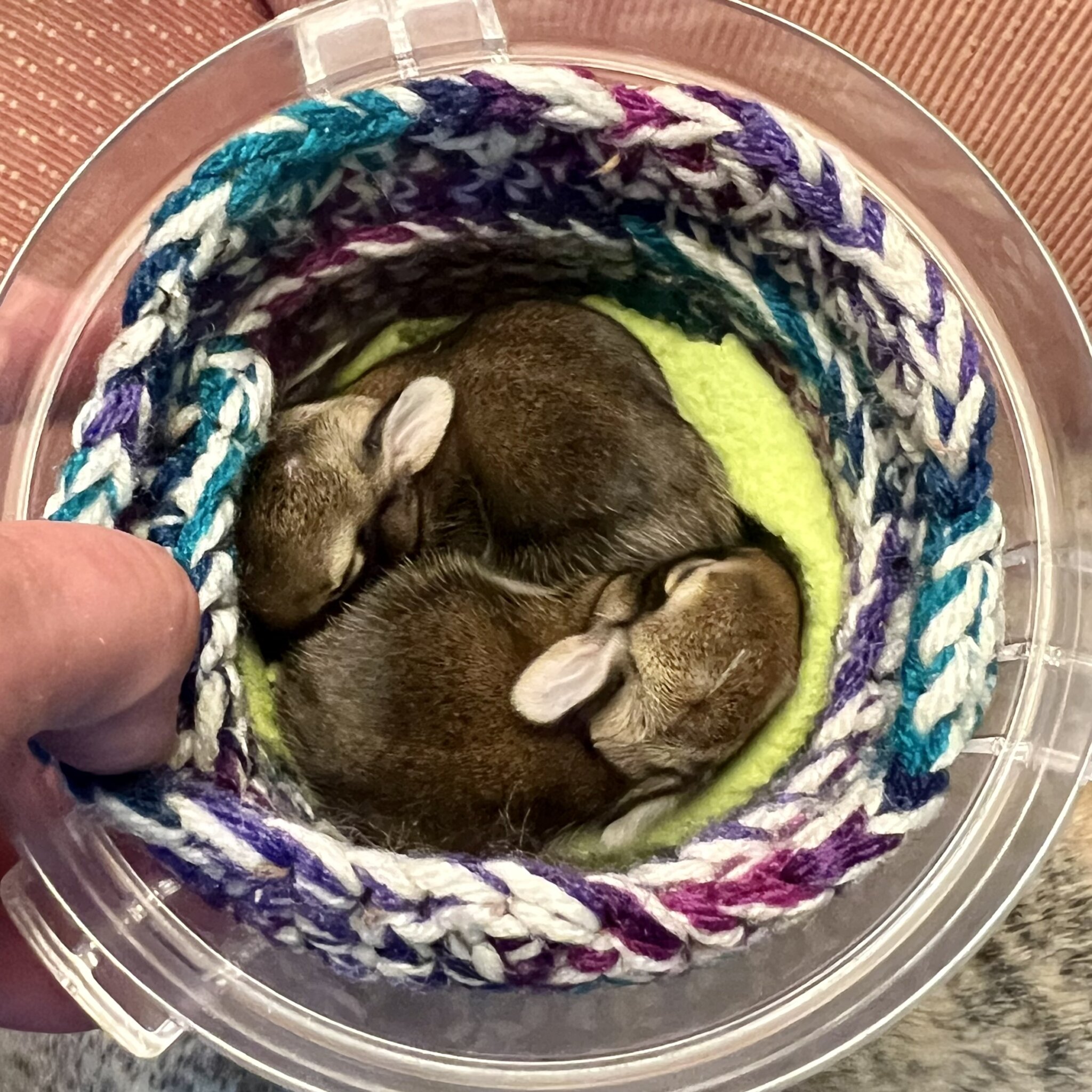 Two rabbits rescued by Dunlop and DuBrovin — one was recently released, and the other sadly died.