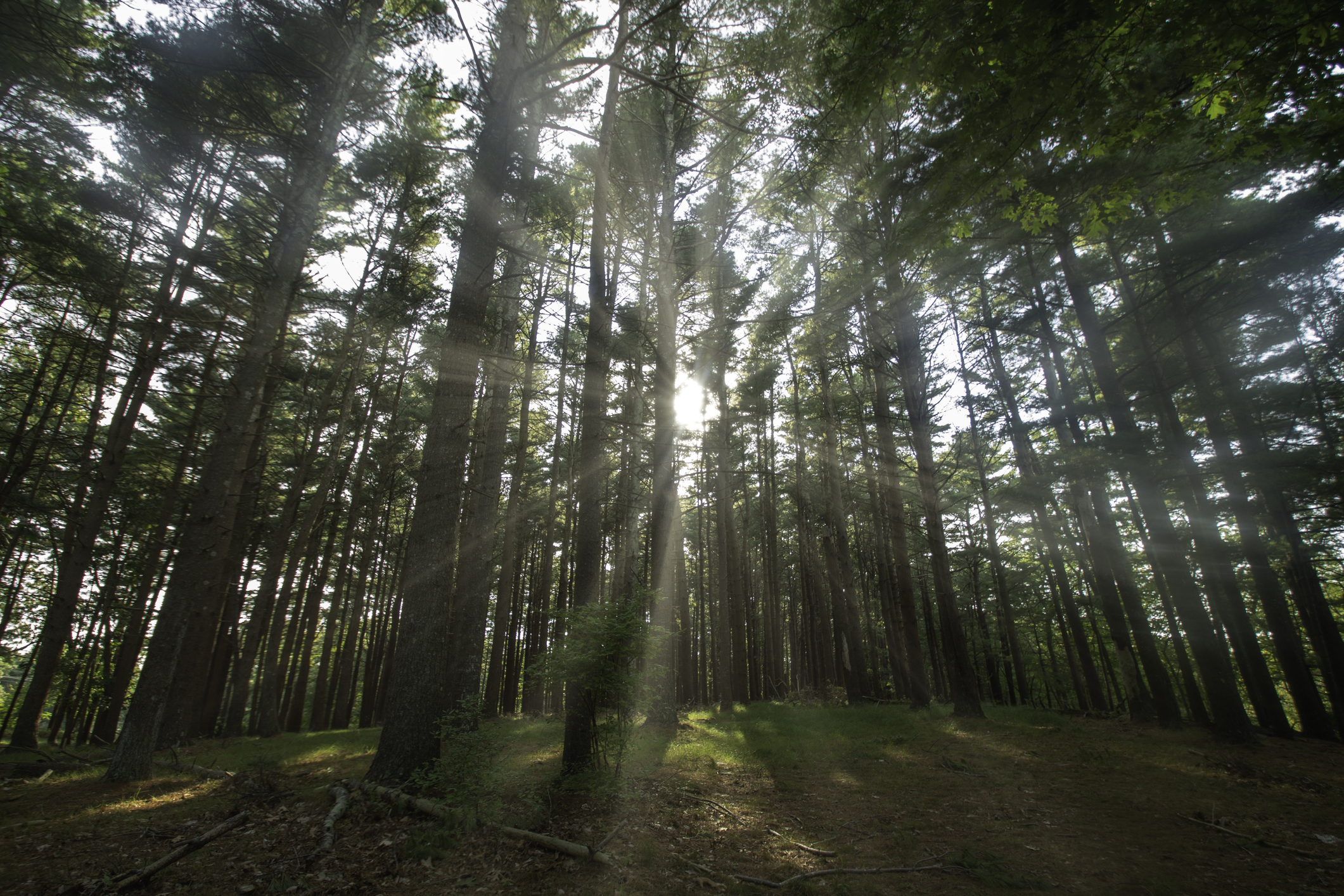 Peconic Land Trust will preserve a section of the Manorville Pine Barrens