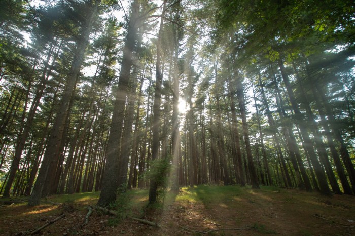Peconic Land Trust will preserve a section of the Manorville Pine Barrens