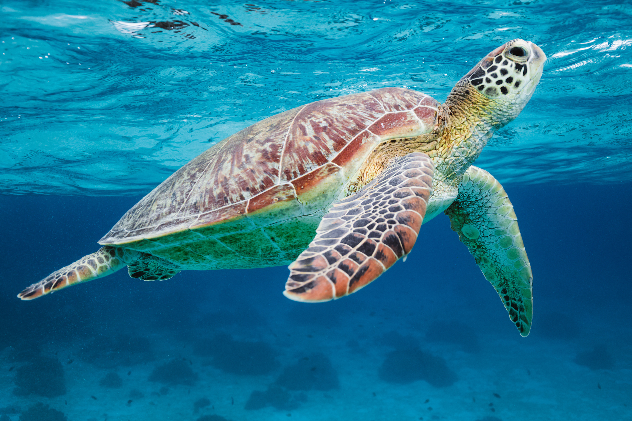 Close up of a sea turtle