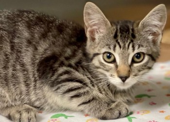 Amethyst is up for adoption at ARF