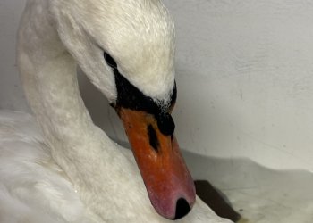 The scratched beak is from the weakness that comes with lead poisoning making the swans susceptible to attacks by other swans.