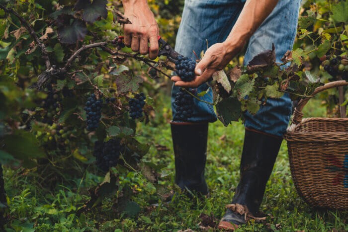 East End Wine Country is the place to be for harvest season