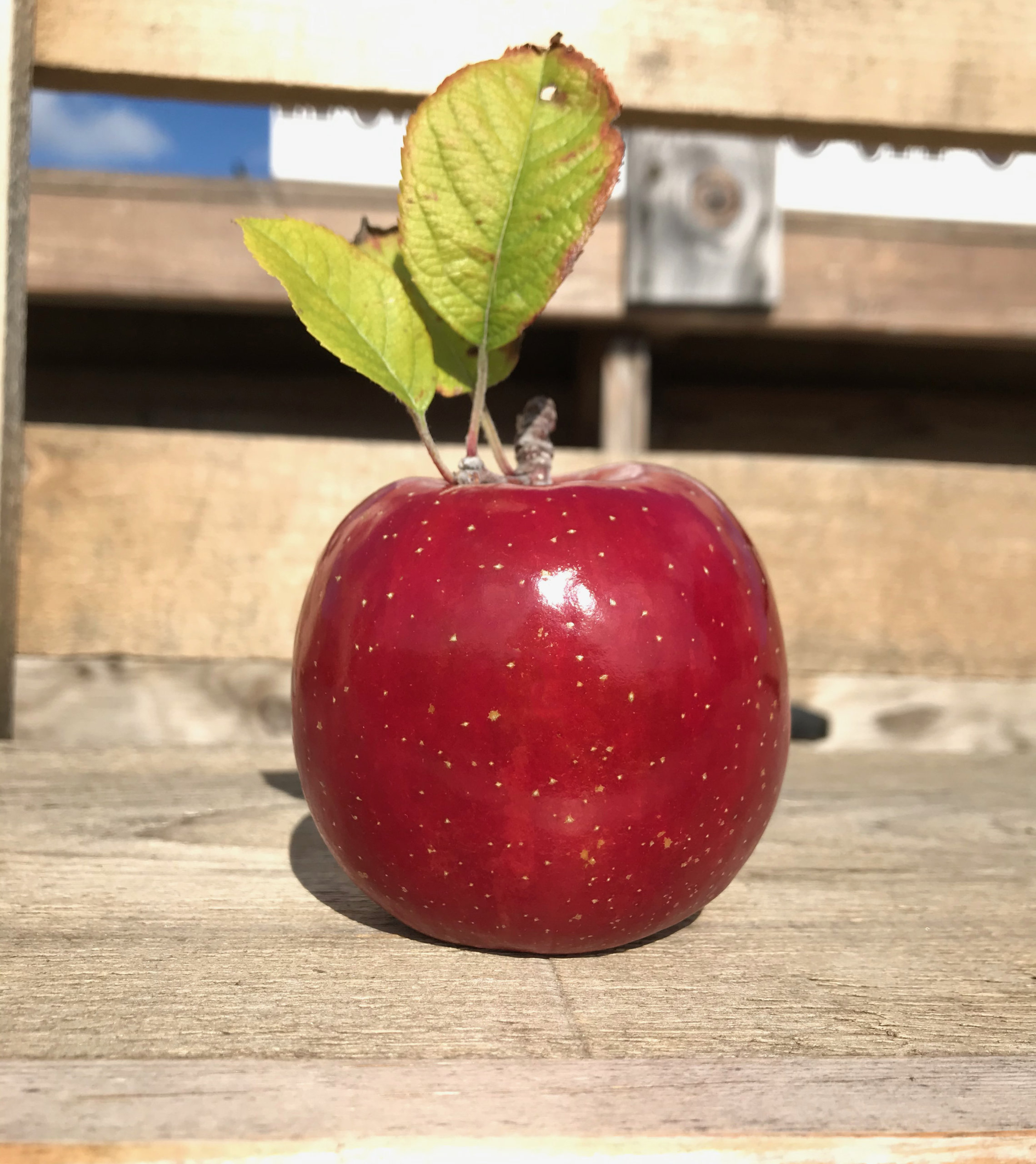 Shiny red delicious apple at the Halsey farm Milk Pail U-Pick