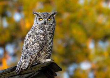 Great Horned Owl perching on the top of a roof in the evening of summer season - track down owls on the North Fork