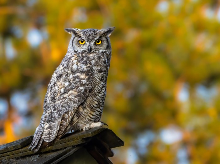 Great Horned Owl perching on the top of a roof in the evening of summer season - track down owls on the North Fork