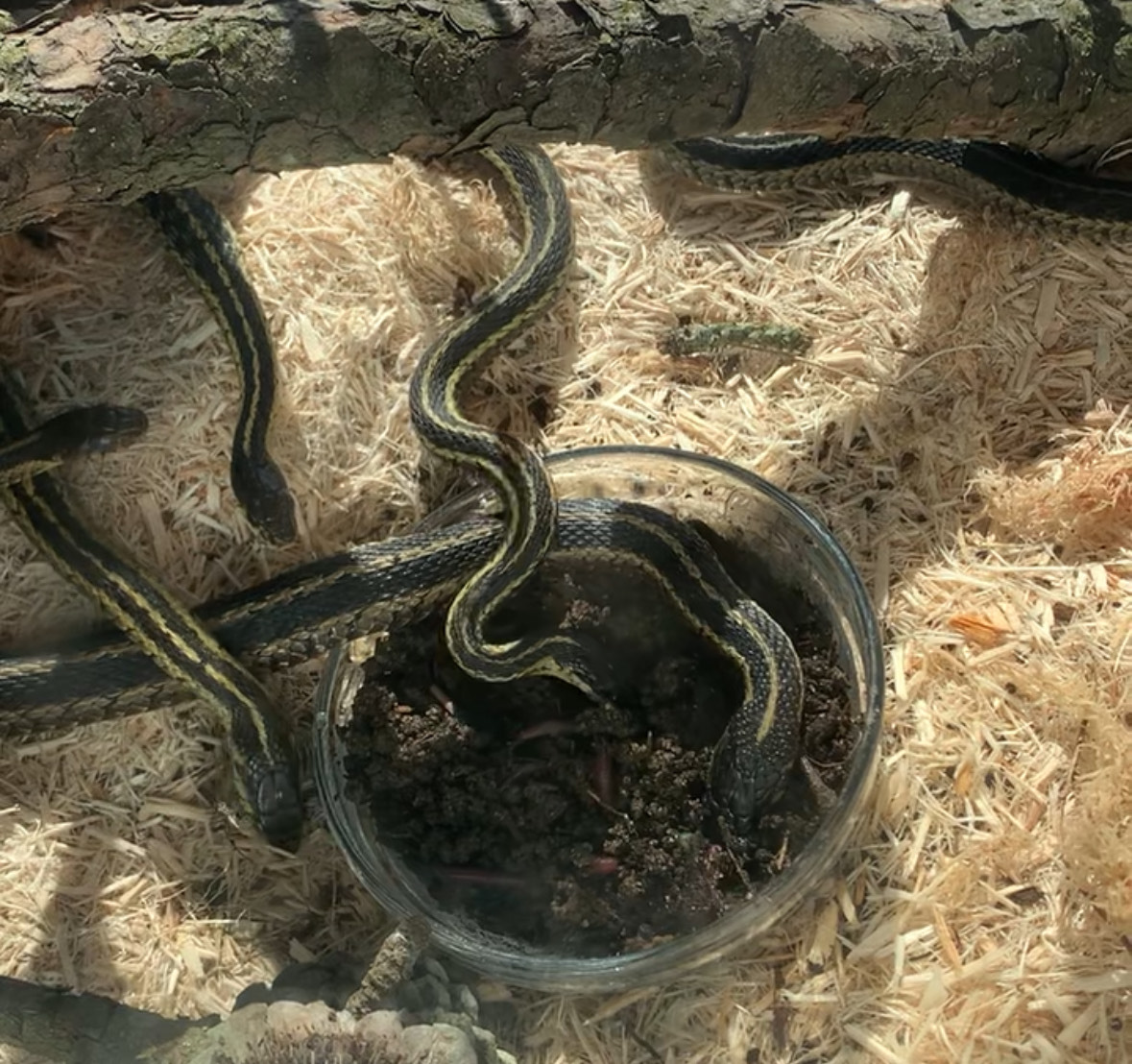 Snakes brought to the center after being disturbed by construction.