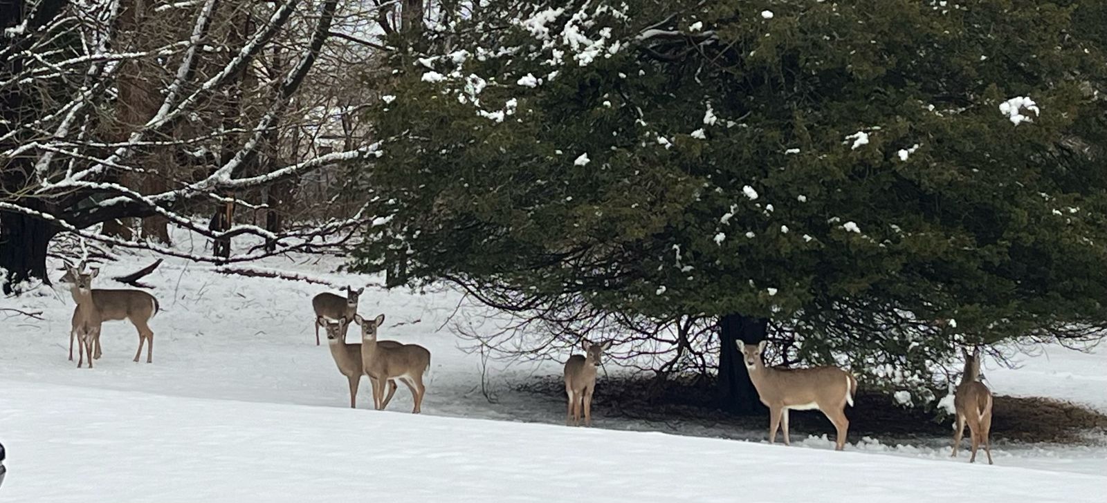 Tuesday was a snow day on the East End - deer in snow