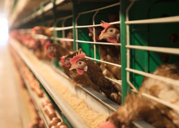 The spread of bird flu is rampant, and recently affected Long Island's last duck farm. Experts at the Evelyn Alexander Wildlife Rescue Center spoke out on addressing it.