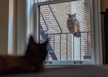 Flaco and Indie the Cat, February 16, 2024