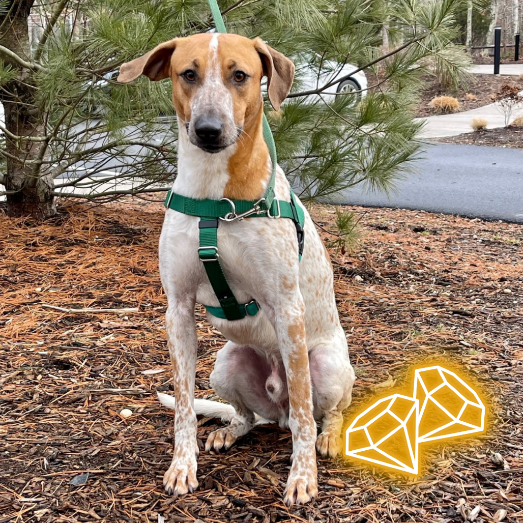 Arlo can be adopted from ARF Hamptons