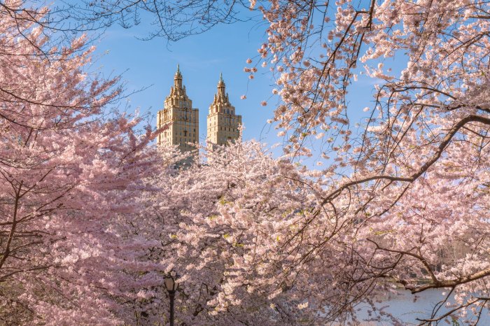 Cherry Blossoms in New York City